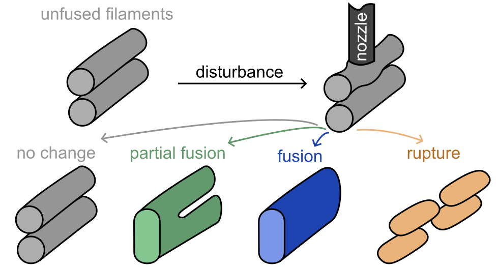 Cartoon of a nozzle pressing together two filaments, one sitting on top of the other. Arrows point to four scenarios after the nozzle disturbs the filaments: they remain separated like two hot dogs in a package, they join at just one end but remain looking like a clothespin, they join together into one granola bar-shaped rod, or they both break up into a bunch of little droplets.